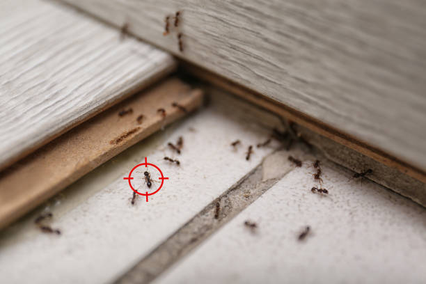 Best Wildlife Control Services  in Trenton, FL