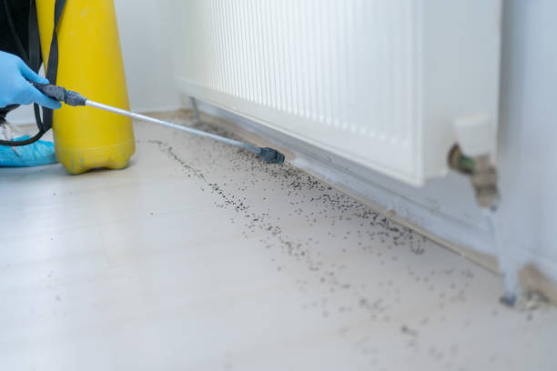 Best Wasp Removal Services  in Trenton, FL